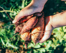 画像をギャラリービューアに読み込む, 本格芋焼酎 千葉のめぐ実ふさのはるか